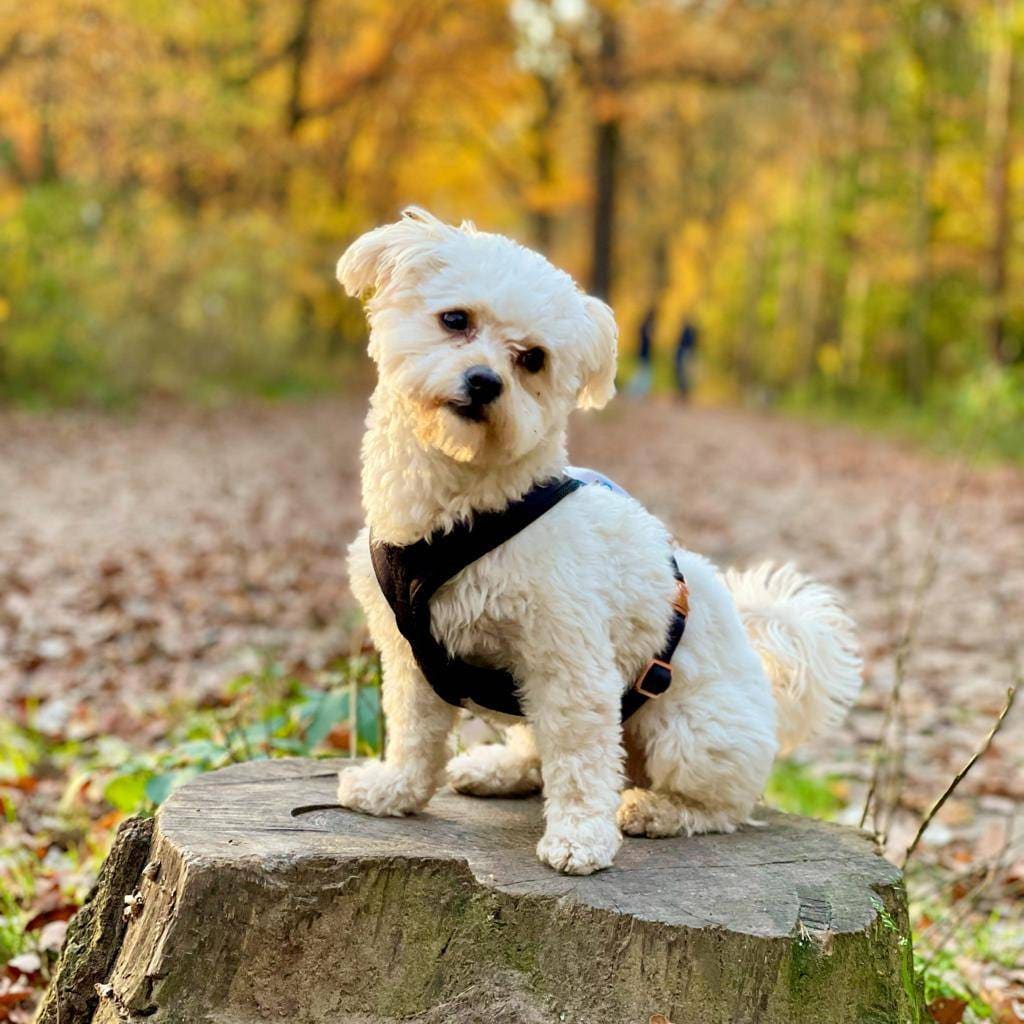 Louis Vuitton Bichon Frise Dog Collar, Bichon Finder