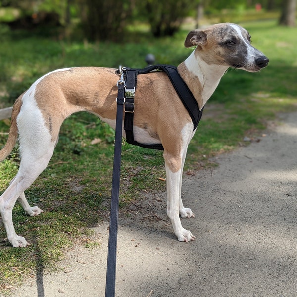 Stylish harness for greyhounds in timeless black with selectable buckle color for a perfect fit *with leash*