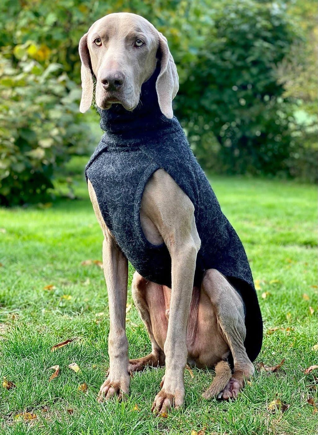 Weimaraner Dog Coat Etsy UK