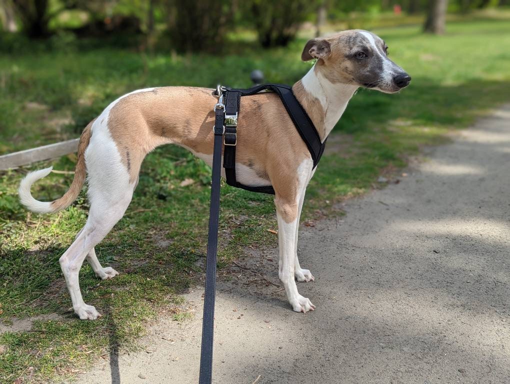 Houdini harness cheap dog