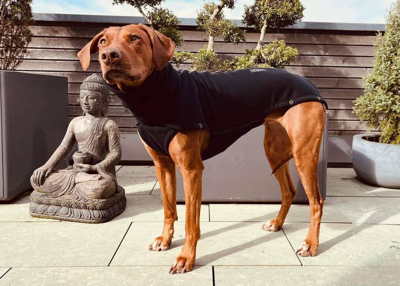 rhodesian ridgeback jumper