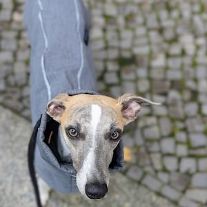 以下が含まれることがあります： 白いジッパーが付いたグレーのフード付きジャケットを着たウィペット犬。犬はカメラを見つめている。