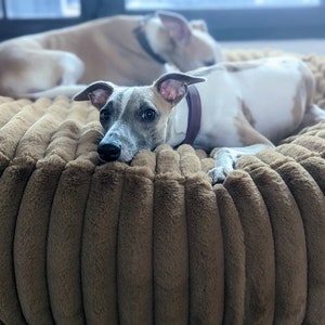 Puede incluir: Dos perros Whippet relajándose en una cama de perro de felpa marrón. El perro en primer plano está mirando directamente a la cámara.