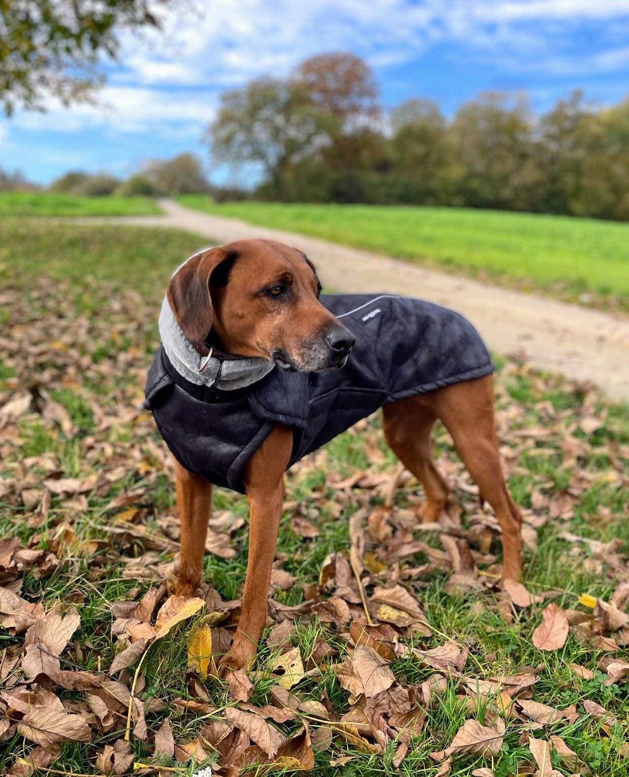 hundefutter selbst zusammenstellen gekochtes Frische-Menü für Hunde mit Rind und Süßkartoffel im Glas main image 1
