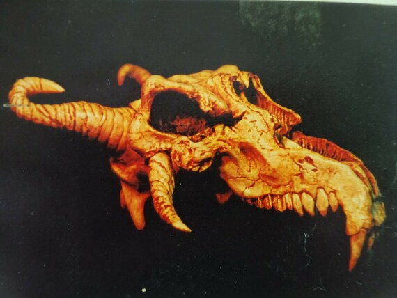 Dragon Skull, Larp, Decoration, Kit, Dragon, Drago