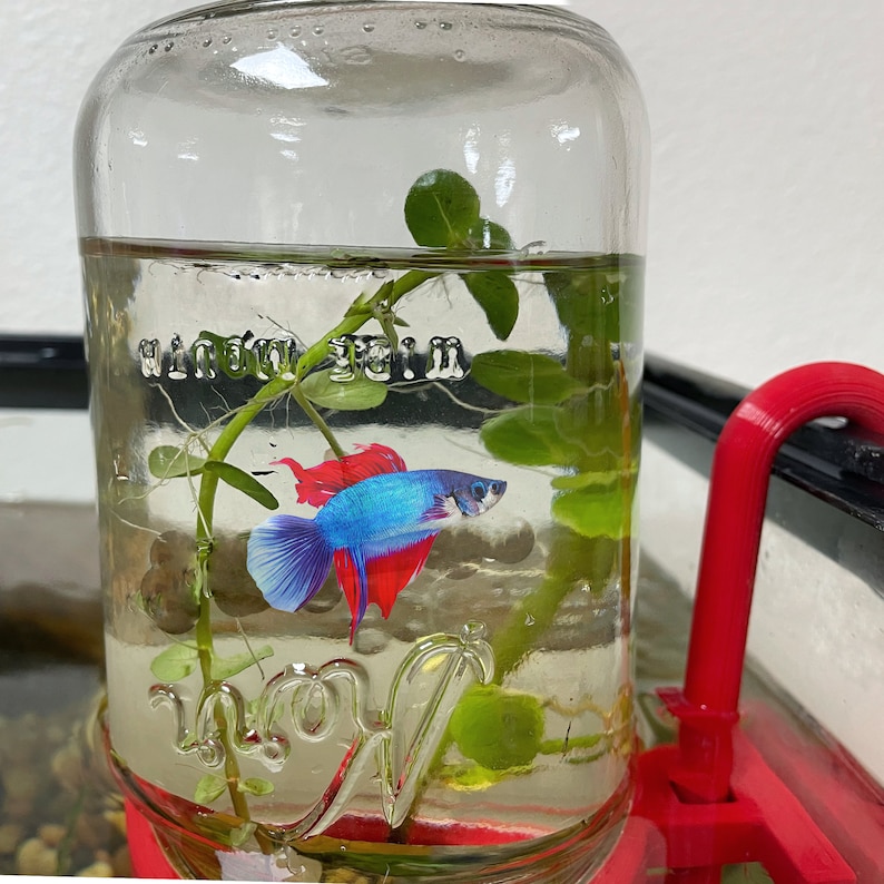 May include: A clear glass jar with a red, blue, and white betta fish inside. The jar is filled with water and has a green plant growing in it. The jar is sitting on a red plastic stand.