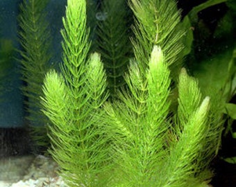 3 Hornwort Bunches (Ceratophyllum Demersum) Easy Live Aquarium Pond Plants