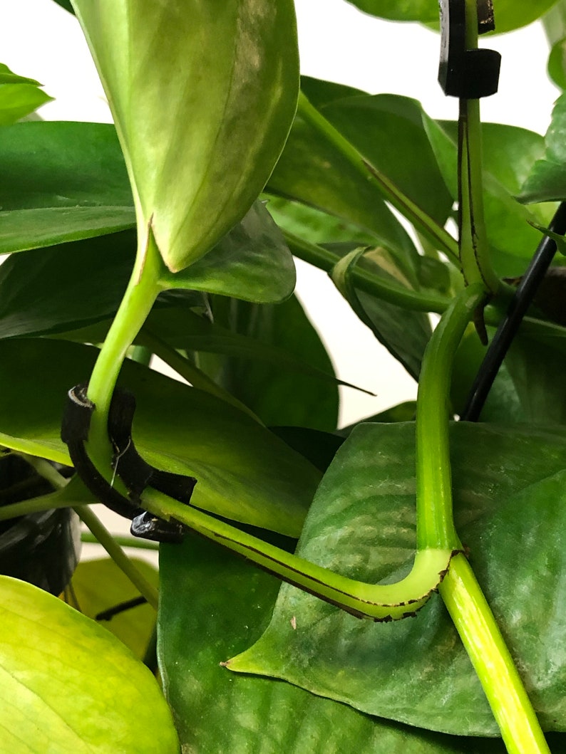 Degree for plants information