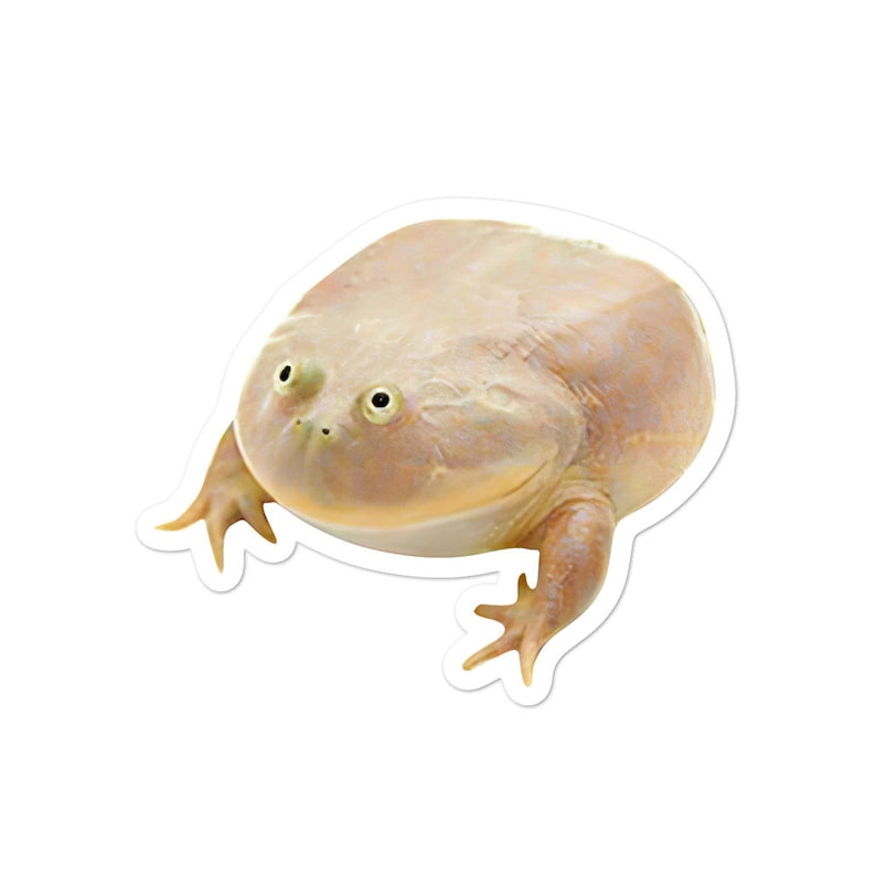 Лягушка wednesday. Жаба среда. Животные луга травяная лягушка. Это среда мои чуваки. Характеристика жабы.