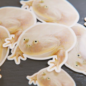 Mercredi Grenouille - C’est mercredi My Dudes Sticker