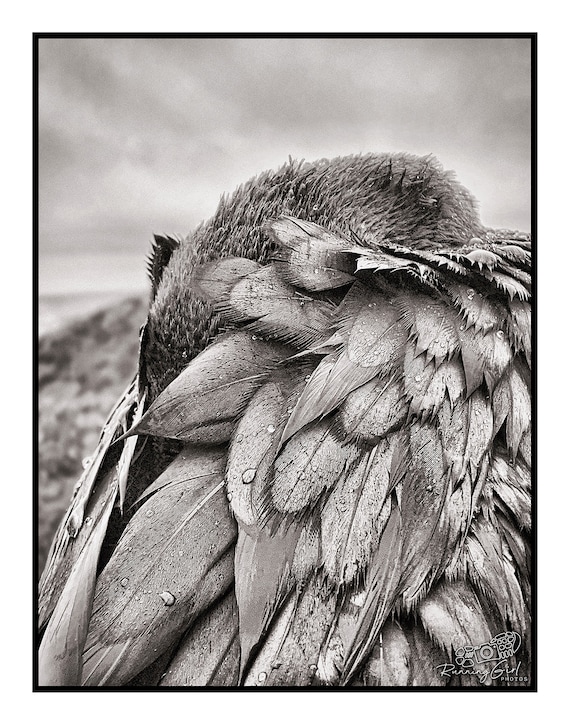 Droplets Limited Edition signed and numbered 8x10