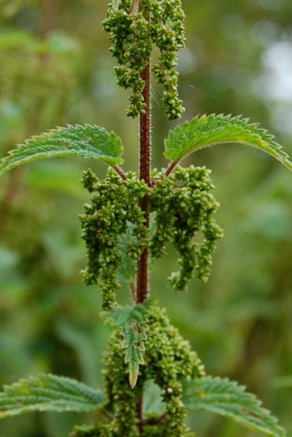 Stinging Nettle (urtica Dioica) Dry Leaf / Tea or Seeds , Wild Harvested in  US. - Etsy