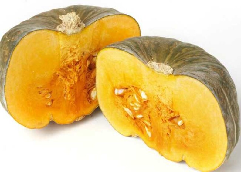 Burgess Buttercup Winter Squash 30 graines Etsy France