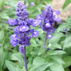 Blue Sage 'Salvia Farinacea' or Red Scarlet Sage 'Salvia Coccinea' seeds/ GMO Free image 3