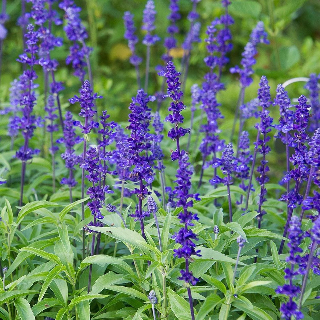 Blue Sage 'salvia Farinacea' or Red Scarlet Sage 'salvia Coccinea