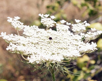 Può includere: Primo piano di un fiore bianco di pizzo di regina Anna con un piccolo insetto nero al centro.