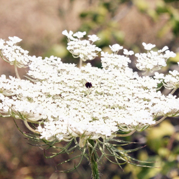 Wild Carrot - Queen Anne's Lace Seeds/ Tea or Glycerin Extract 2fl oz. /Harvested and processed in Minnesota/ Chemicals free/FREE SHIPPING /