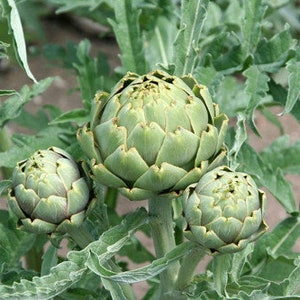 May include: Three green artichokes growing on a plant. The artichokes are in various stages of growth, with the largest one being the most mature.