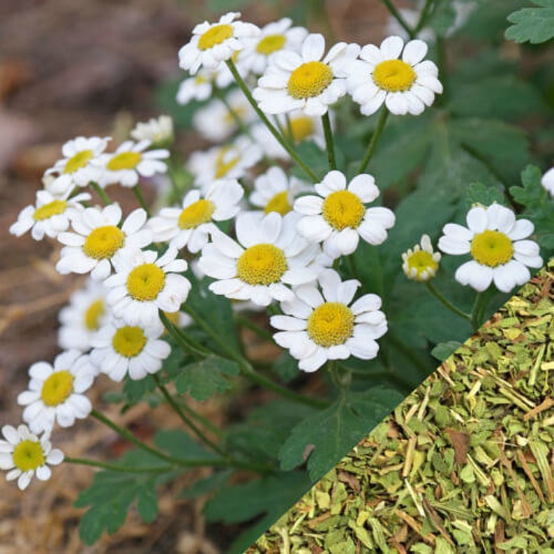 Feverfew Chrysanthemum parthenium Dry Herb 1 Etsy