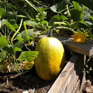 Vegetable Spaghetti - Winter Squash/ NON GMO/ Organically grown/ 20 seeds