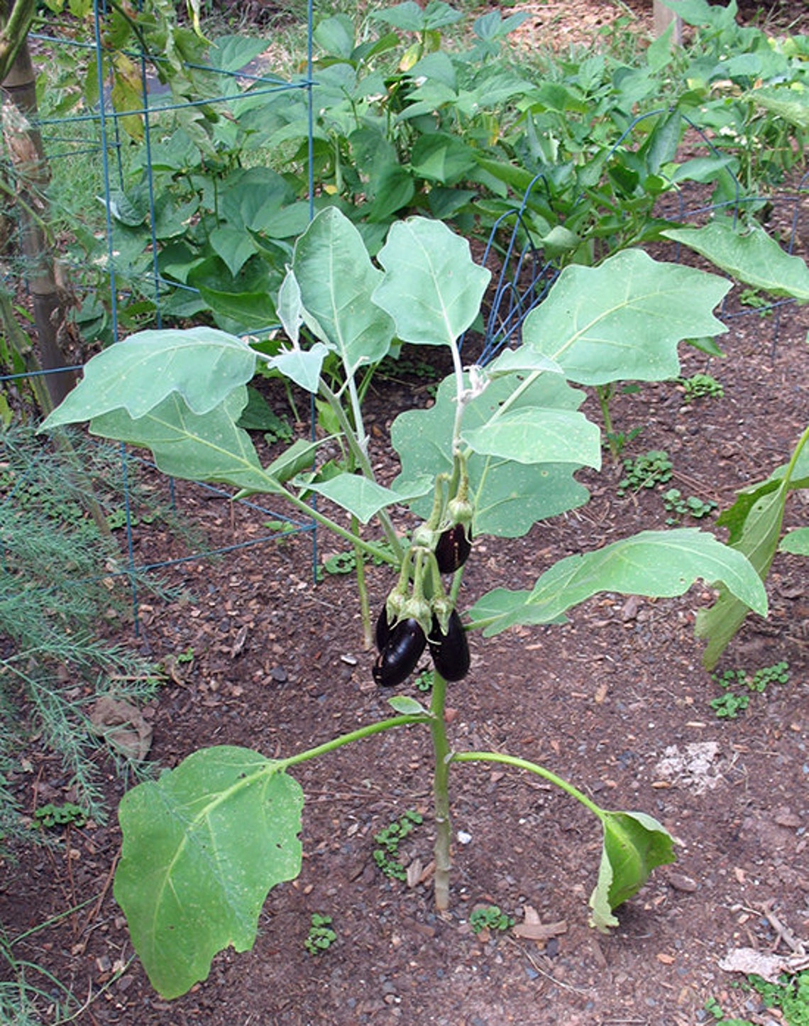 Berenjena Belleza Negra o Rosa Bianca Orgánica 35 semillas o | Etsy