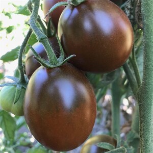 May include: Close-up of three dark brown, almost black, tomatoes growing on a vine. The tomatoes are oval-shaped and have a glossy finish.