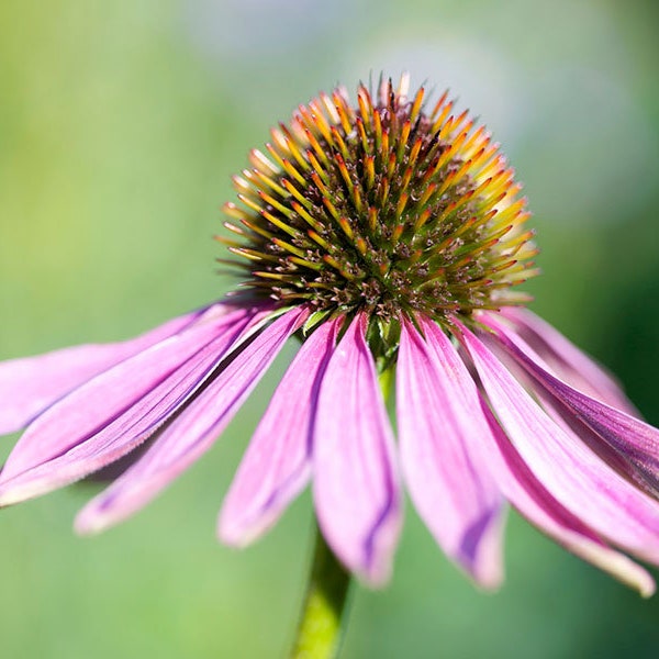 Echinacea purpurea (Purple Coneflower) or Echinacea angustifolia (Narrow-leaved Purple Coneflower) GMO Free medicinal herb seeds.