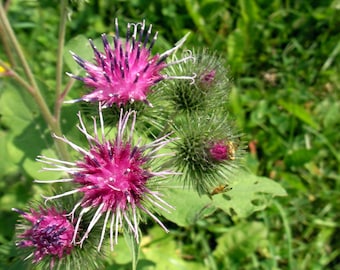 Burdock - "Arctium lappa" - 100 seeds or dry root - 1 oz. / Medicinal Herb, Wild Harvested, NON GMO.