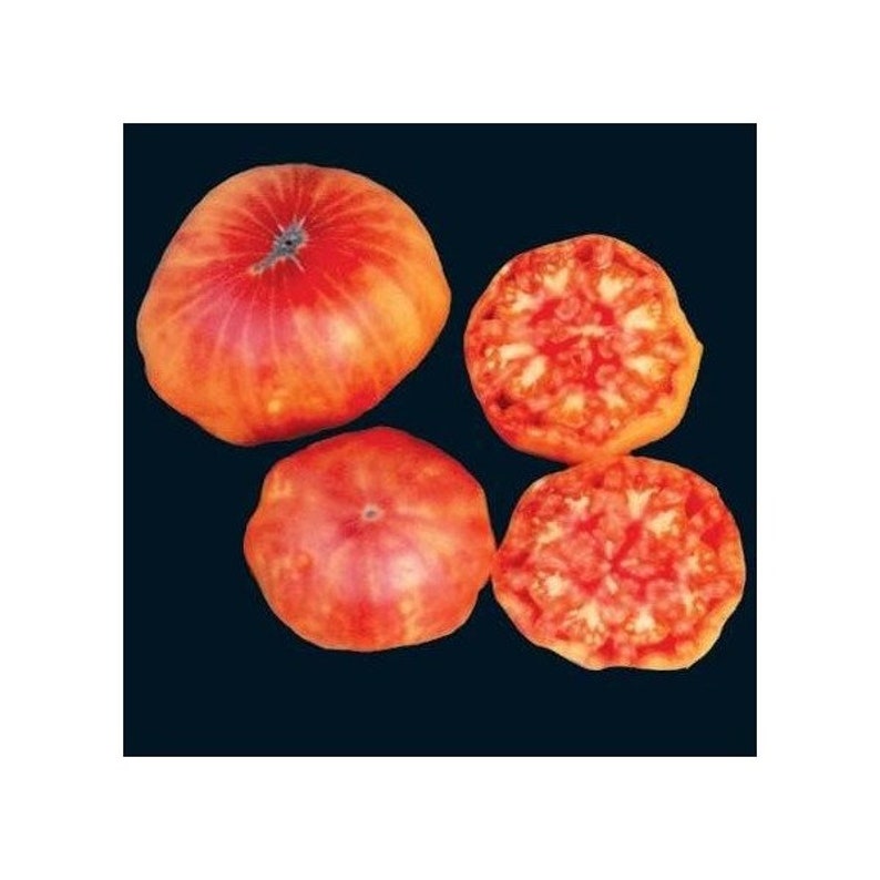 Hillbilly Potato Leaf Tomato Seeds Heirloom Organic Bulk Wholesale