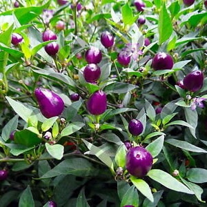 Pepper Hot Ornamental Filius Blue or Goldfinger or Prairie Fire or Poinsettia / 25 seeds/ Great For Containers