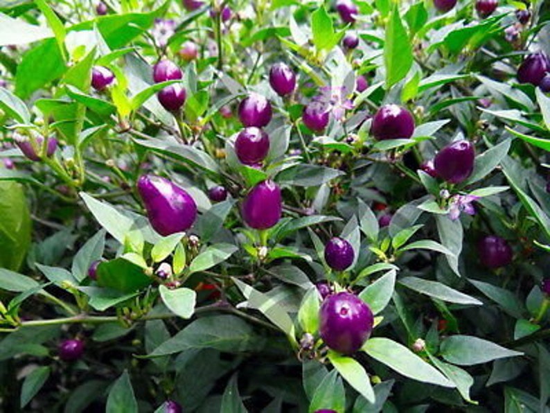 Pepper Hot Ornamental Filius Blue ou Goldfinger ou Prairie Etsy