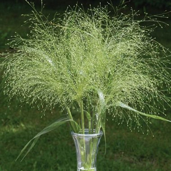 Frosted Explosion / Panicum elegans / Ornamental Grass - 100 seeds