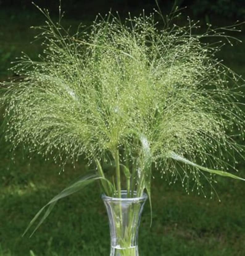 Frosted Explosion / Panicum Elegans / Ornamental Grass 100 Etsy UK
