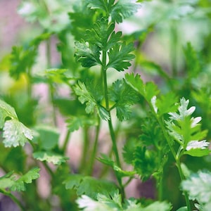 Parsley Cilantro-Santo / Coriander seeds, NON GMO, Naturally Grown