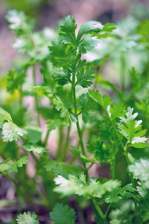 1,000 SEEDS CILANTRO CORIANDER Coriandrum Sativum Seeds From Thailand