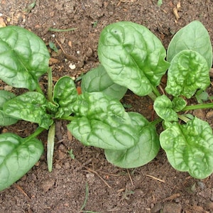 Spinach Bloomsdale, Heirloom, NON GMO seeds