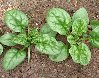 Spinach Bloomsdale, Heirloom, NON GMO seeds