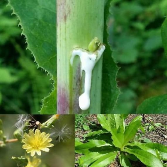 Wild Lettuce Herb Wild Lettuce Herb
