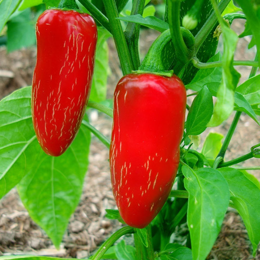 Piment Fort Early Jalapeño – Tourne-Sol