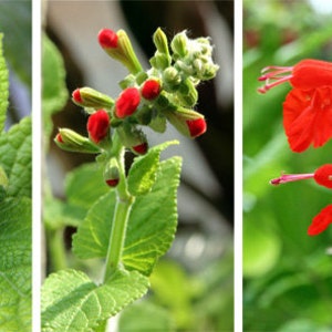 Blue Sage 'Salvia Farinacea' or Red Scarlet Sage 'Salvia Coccinea' seeds/ GMO Free image 6