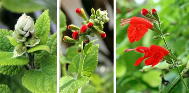 Blue Sage 'Salvia Farinacea' or Red Scarlet Sage 'Salvia Coccinea' seeds/ GMO Free image 6