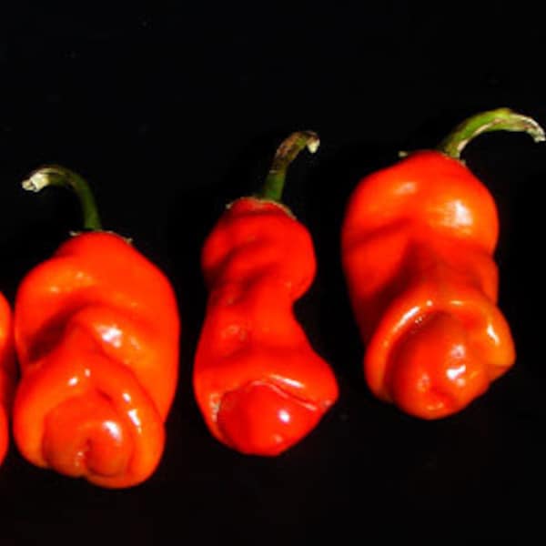 Pepper Hot  - Peter Red
