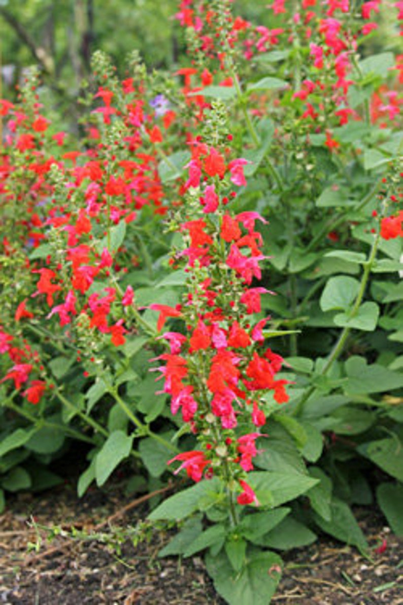 Blue Sage 'Salvia Farinacea' or Red Scarlet Sage 'Salvia Coccinea' seeds/ GMO Free image 5