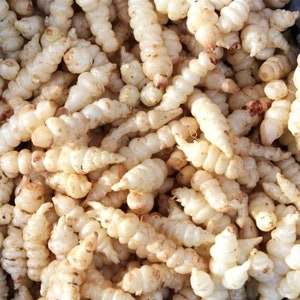 May include: Close-up of a pile of fresh, white, and beige-colored crosnes. The crosnes have a segmented, worm-like appearance, with a slightly rough texture. Some have small, brown spots.