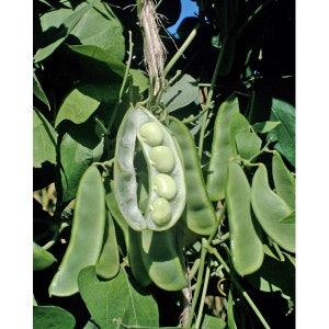 May include: Image of a green plant with large, flat, green pods. One pod is open, showing several large, pale green beans. The plant has many green leaves and a brown stem. The image is well-lit and shows the details of the plant.
