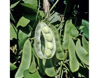 Bean Lima Pole- &#39;King of the Garden&#39;/&#39;Phaseolus lunatus&#39;/ Open Pollinated/ Heirloom/ GMO FREE - 30 seeds