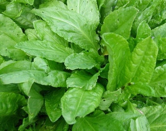 Acedera Hoja Grande / Rumex acetosa / Perenne / NO OGM