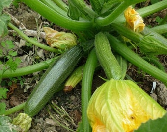 Elite - Summer zucchini squash , 30 or 100 seeds, NON GMO, Naturally grown.