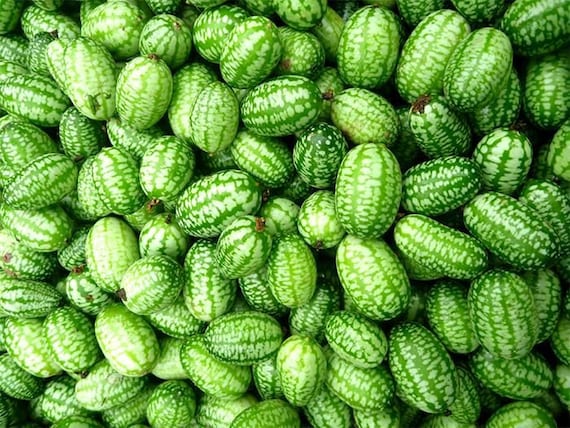 Semi di cetriolo "Serpente Cinese" piante per orto e giardino Larosa