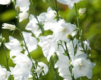 Baloon Flower / White Bellflower / Heirloom/ non GMO seeds/ organically grown in MN